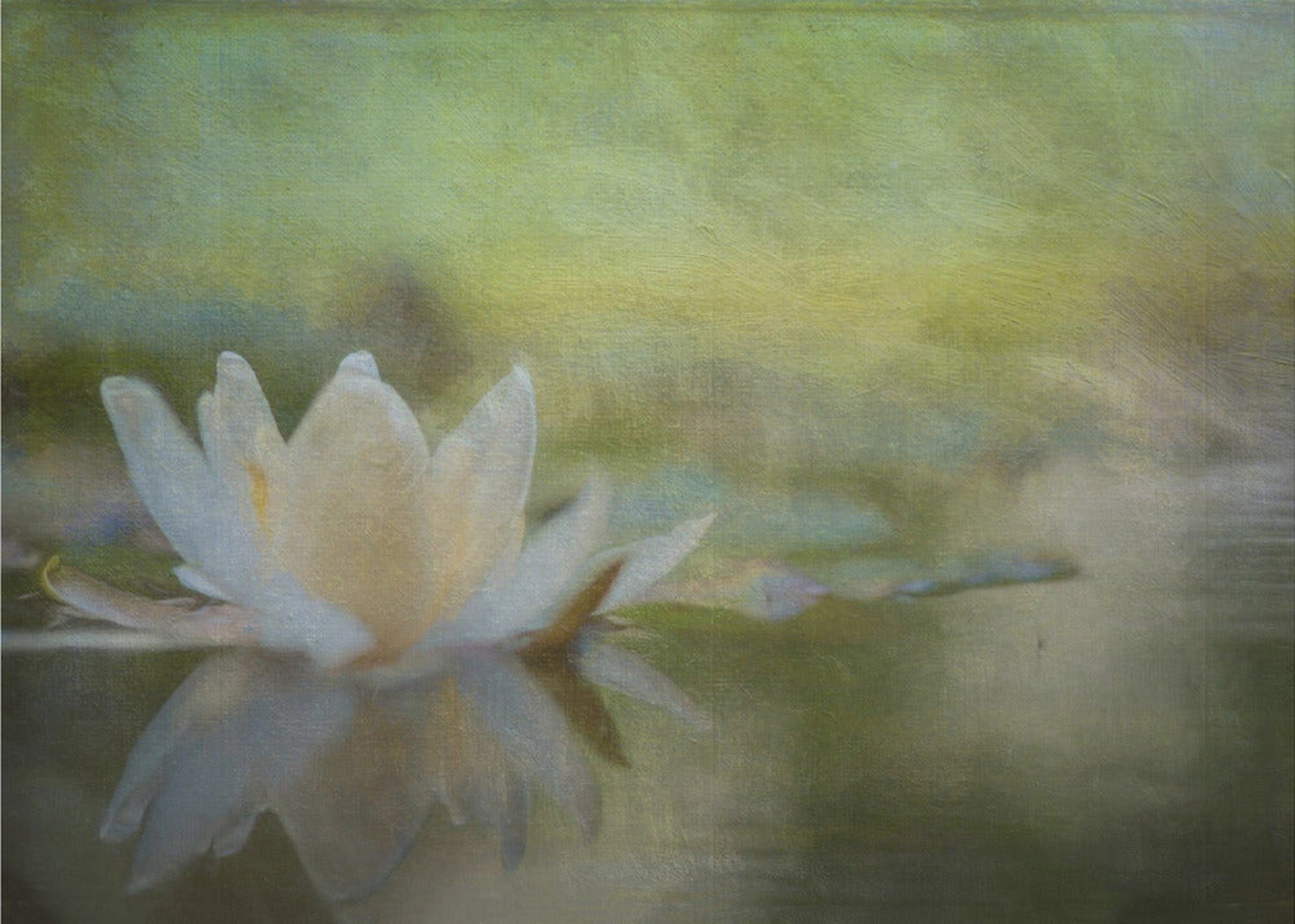 Nymphaea
