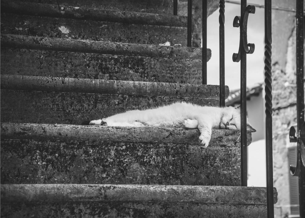 Slow life
