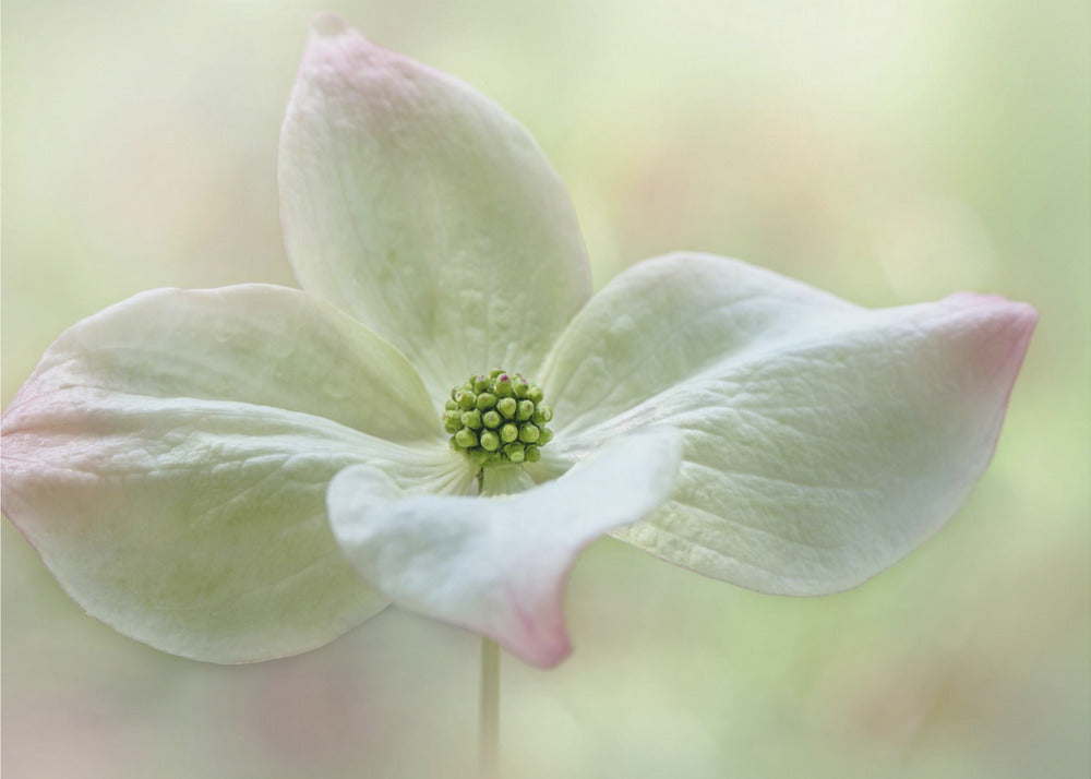 Cornus Kousa