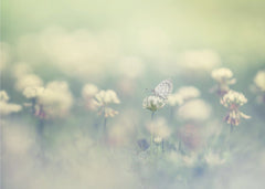 Blommor small world – kvalitetsprodukt för ett vackrare och mer hållbart hem