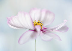 Cosmos