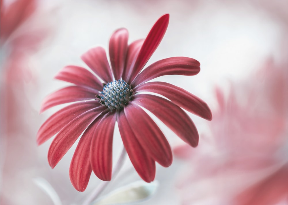 Daisy