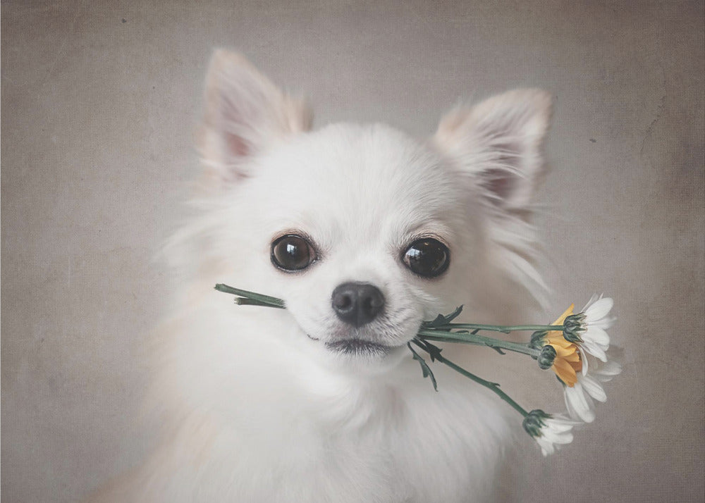 Chihuahua with flowers