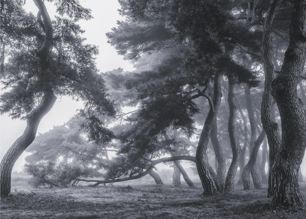 Pine trees dancing in the fog