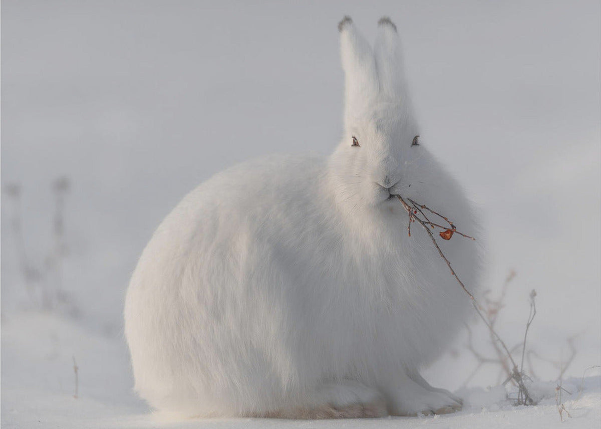 wild arctic hare