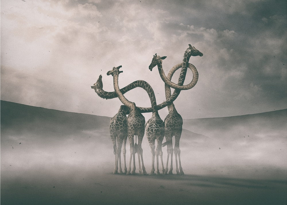 Surreal Giraffe Necks