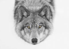 Djur Yellow eyes - Timber Wolf – kvalitetsprodukt för ett vackrare och mer hållbart hem