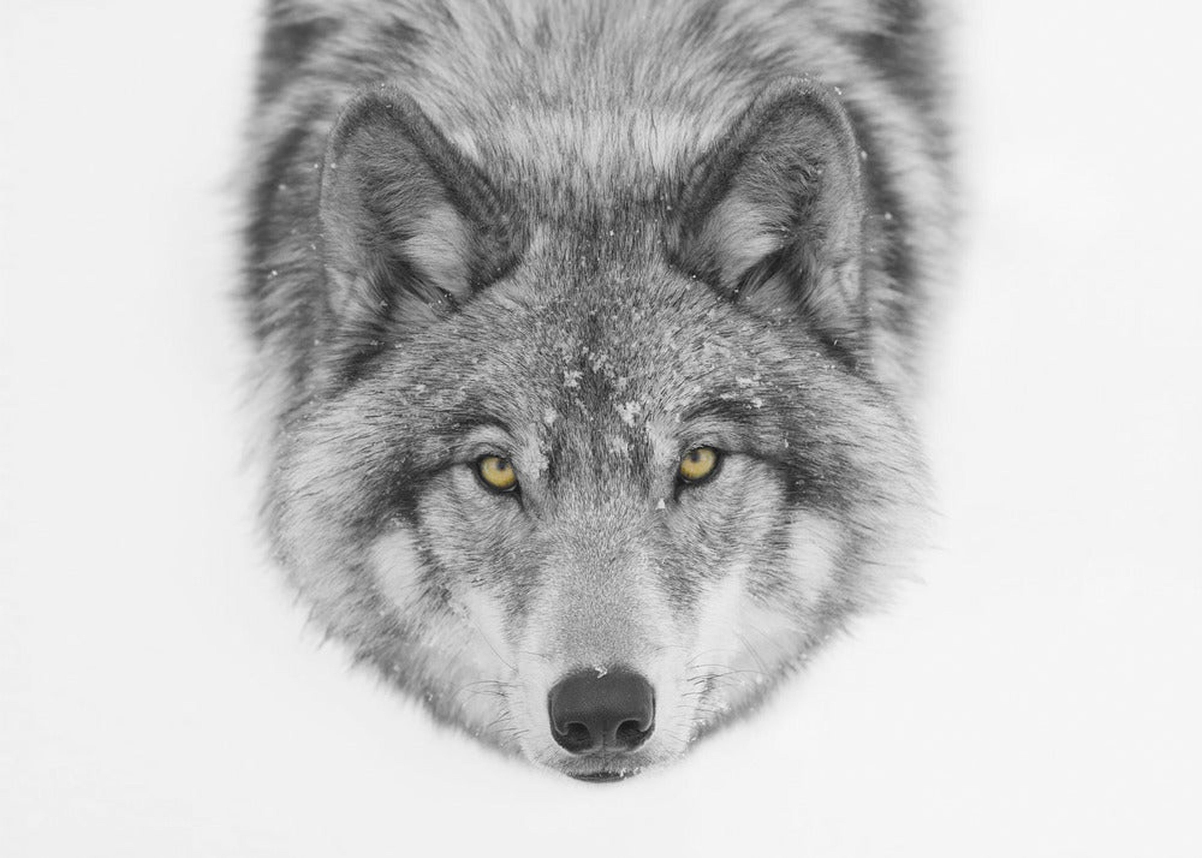 Yellow eyes - Timber Wolf