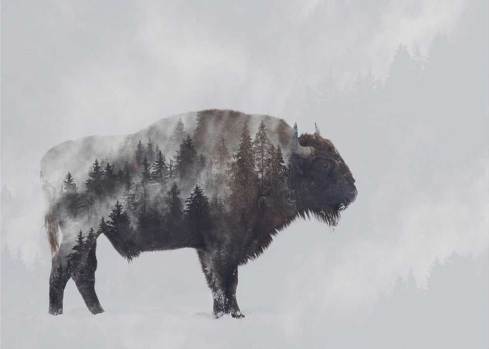 Bison - Double Exposure