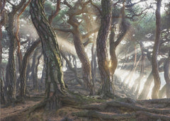 Skog Sacred Pine Trees – kvalitetsprodukt för ett vackrare och mer hållbart hem