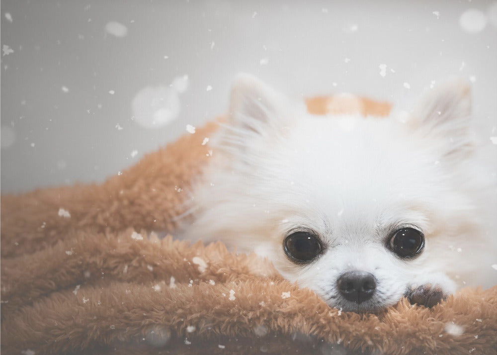 One day in winter