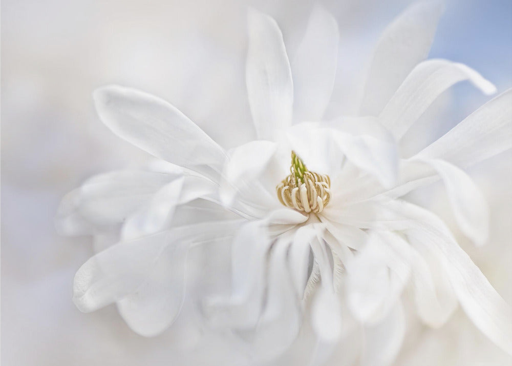 Magnolia Stellata