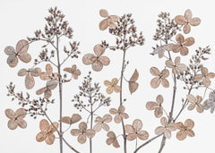 Blommor Hydrangea paniculata – kvalitetsprodukt för ett vackrare och mer hållbart hem