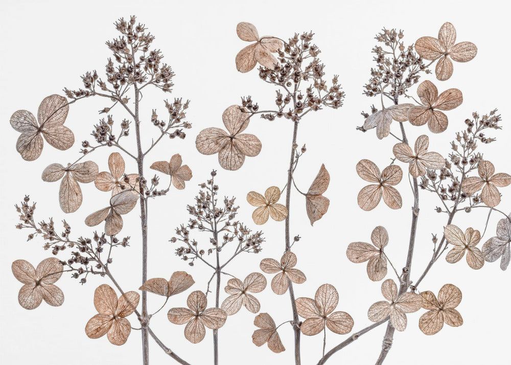Syrinhortensia
