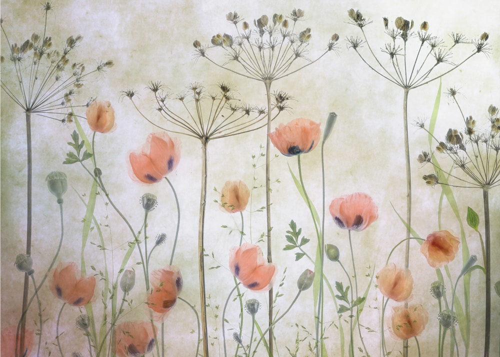 Poppy Meadow