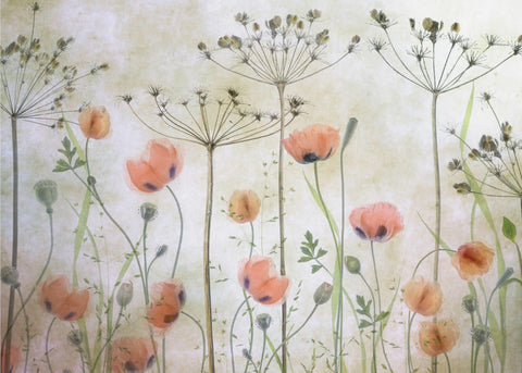 Poppy Meadow