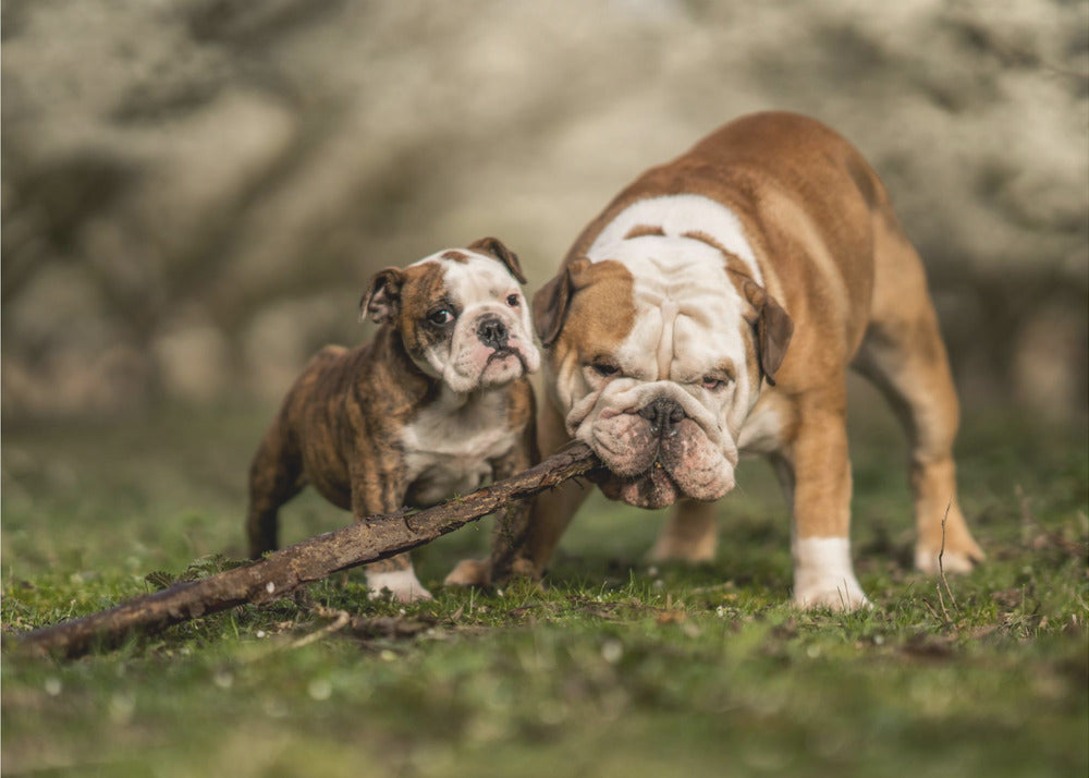 Busy with a stick