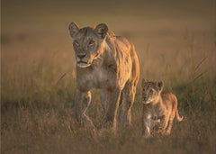 Barnrum Mom lioness with cub – kvalitetsprodukt för ett vackrare och mer hållbart hem