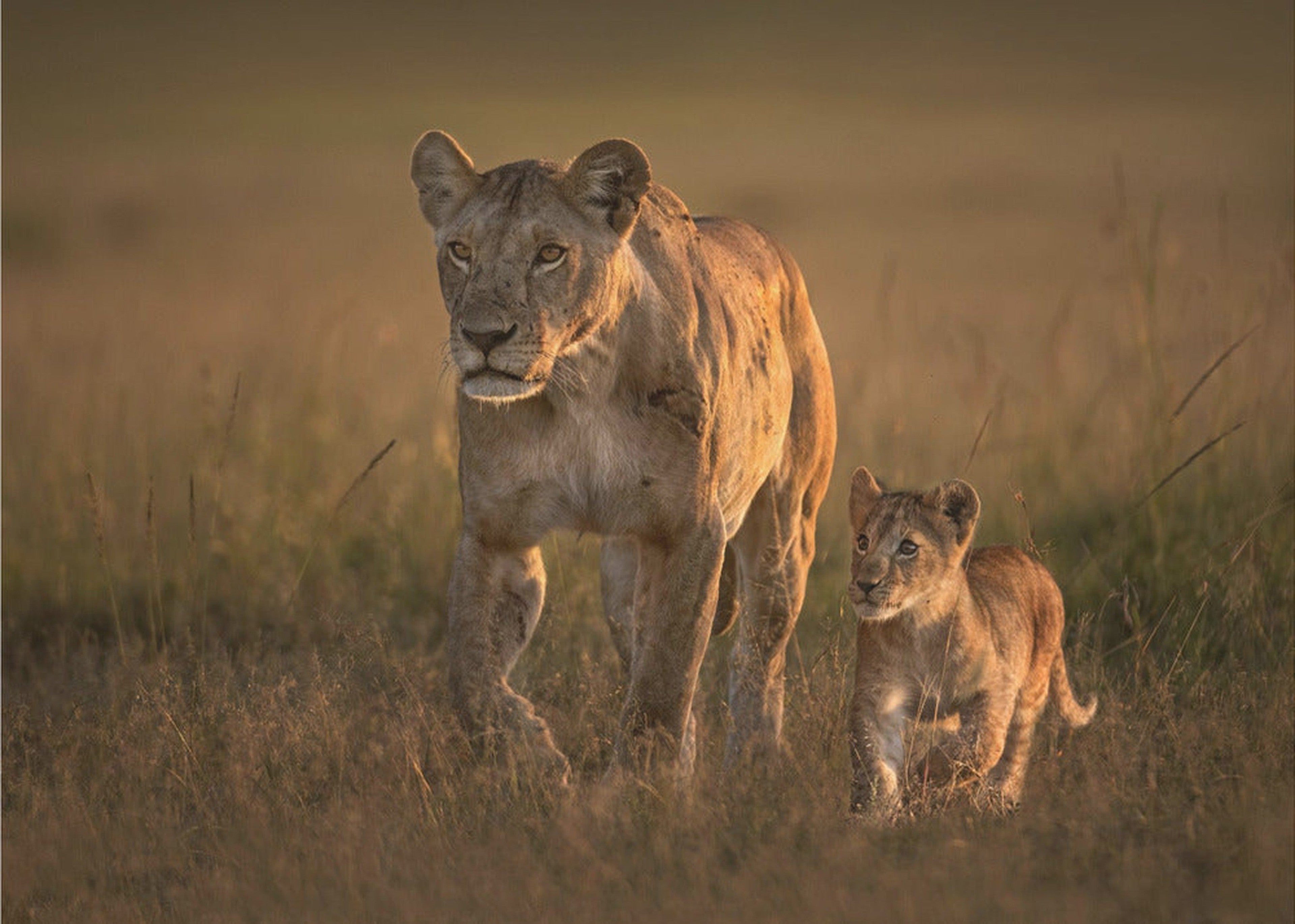 Mom lioness with cub