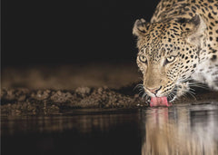Djur Eye of the tiger - Fototapet leopard vid vattenhål – fototapet med unikt motiv som skapar en inspirerande fondvägg