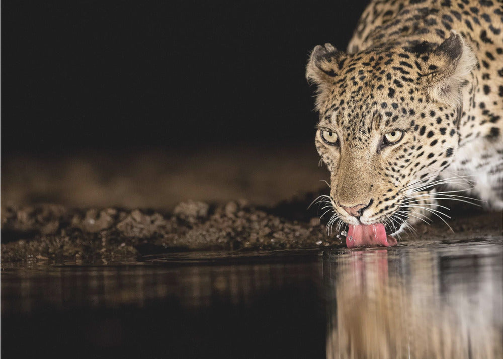 Eye of the tiger - Fototapet leopard ved vannhull