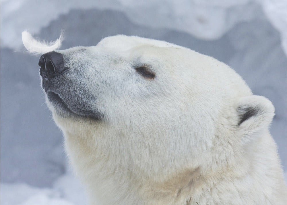 Polar bear portrait