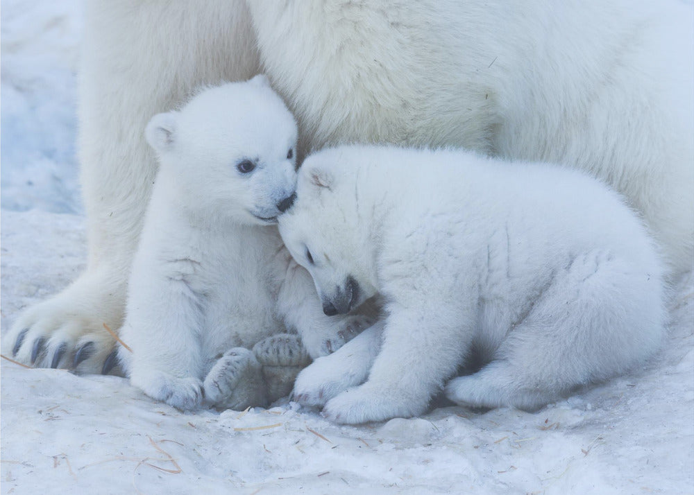 Polar bear cub