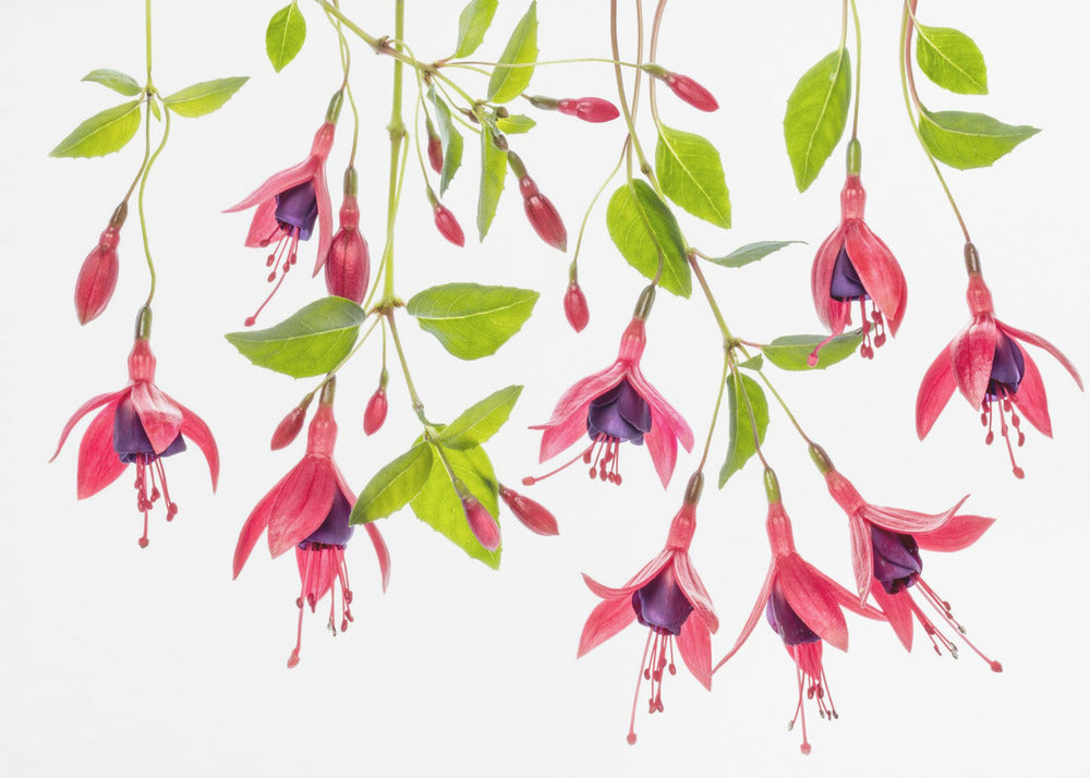 Fuchsia