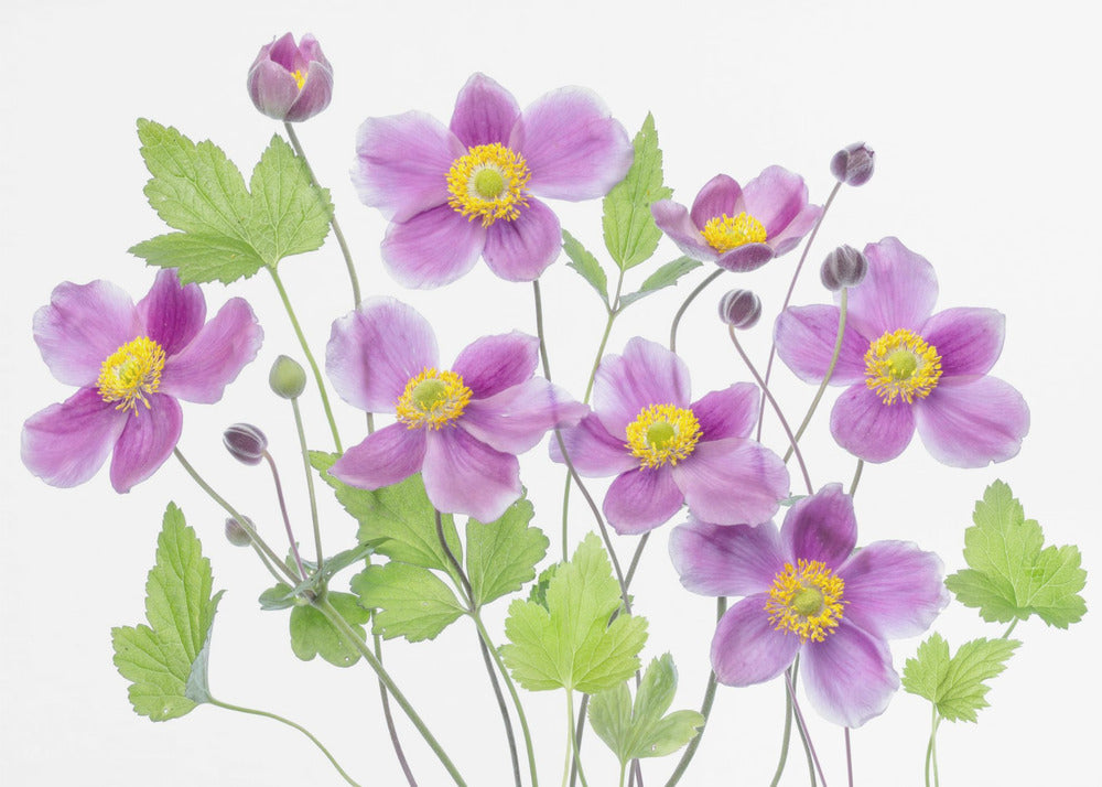 Anemone 'Hadspen Abundance'