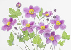 Blommor Anemone 'Hadspen Abundance' – kvalitetsprodukt för ett vackrare och mer hållbart hem