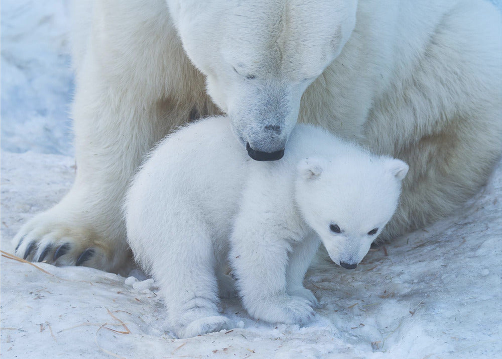 Polar bear portrait