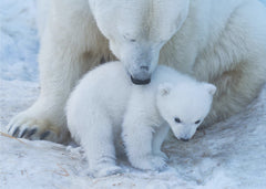 Barnrum Polar bear portrait – kvalitetsprodukt för ett vackrare och mer hållbart hem