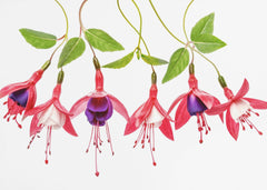 Blommor Fuchsia – kvalitetsprodukt för ett vackrare och mer hållbart hem