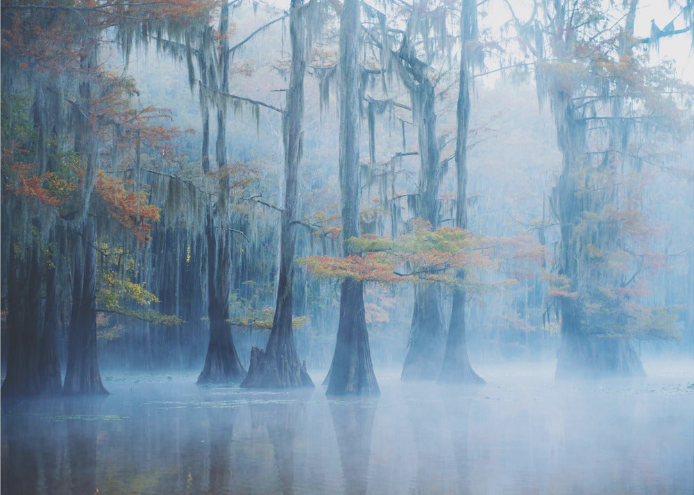 Foggy Swamp Morning