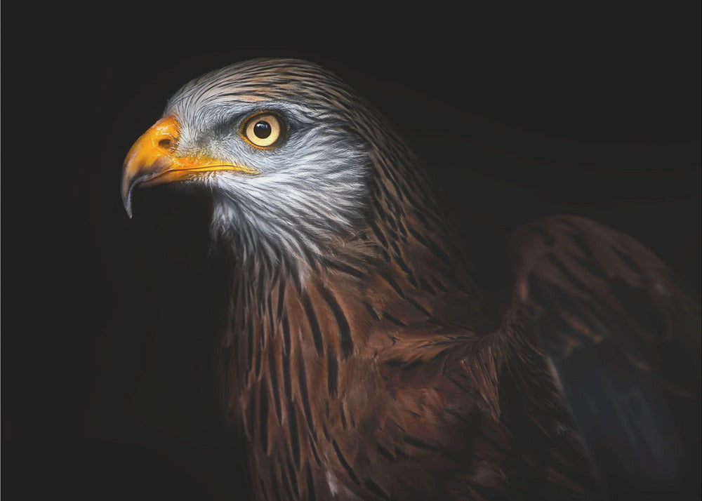 Red kite portrait II