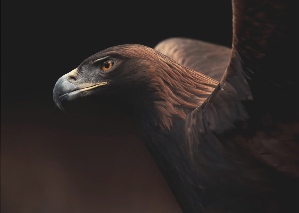 Golden Eagle portrait