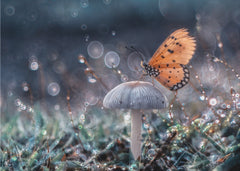 Sparkling Dewdrop Butterfly