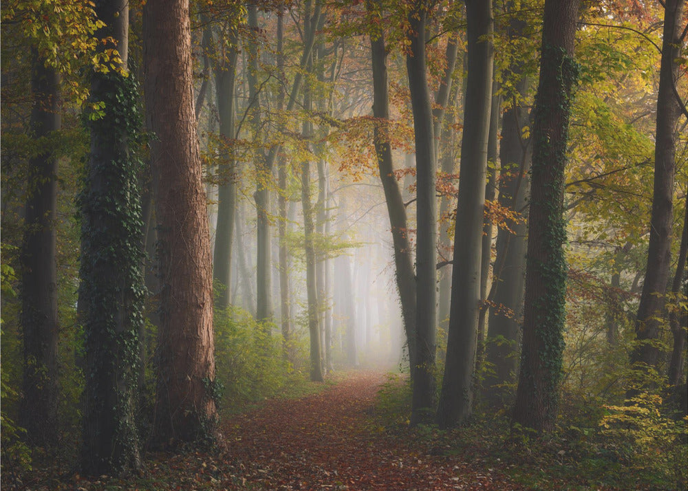 Autumn colorful forest