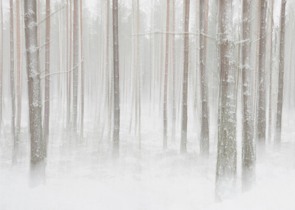 Winterforest in Sweden