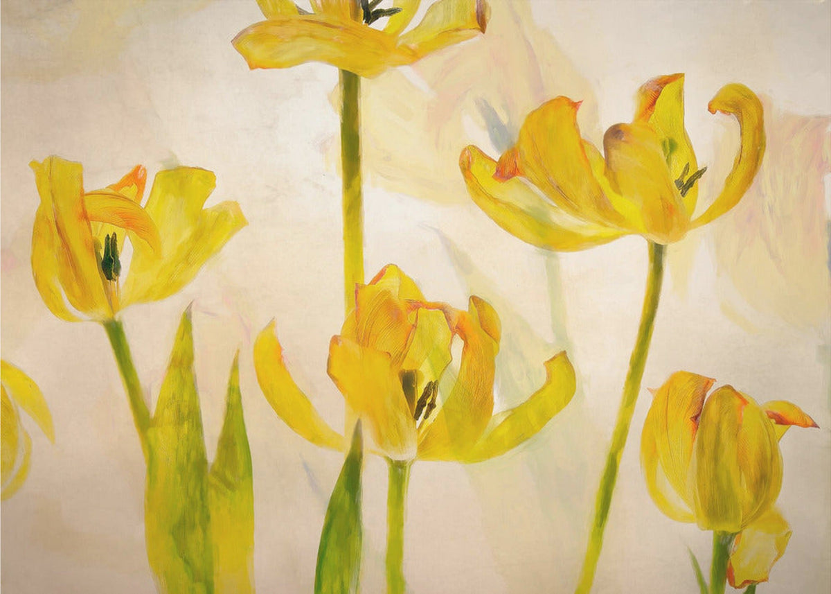 Blommande tulpaner