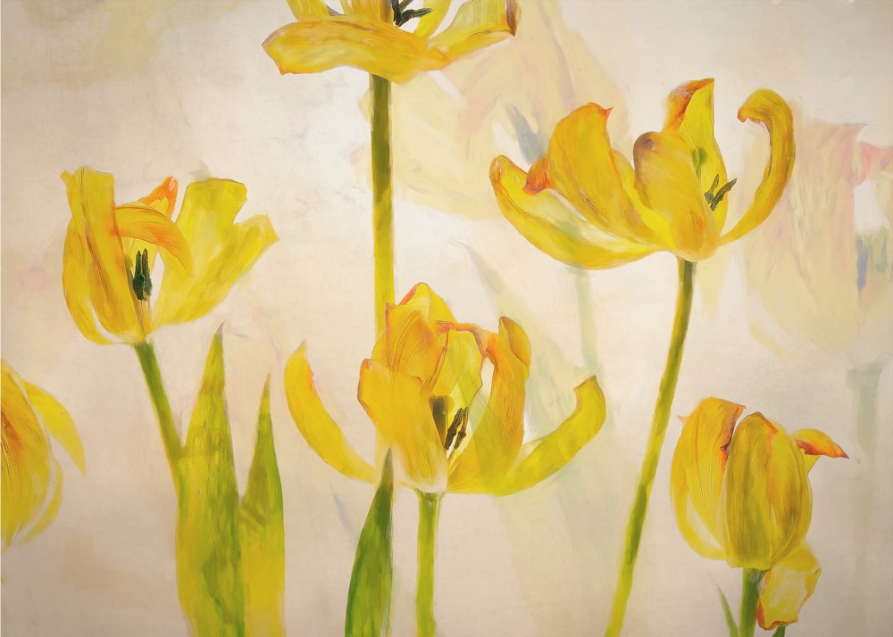 Flowering tulips