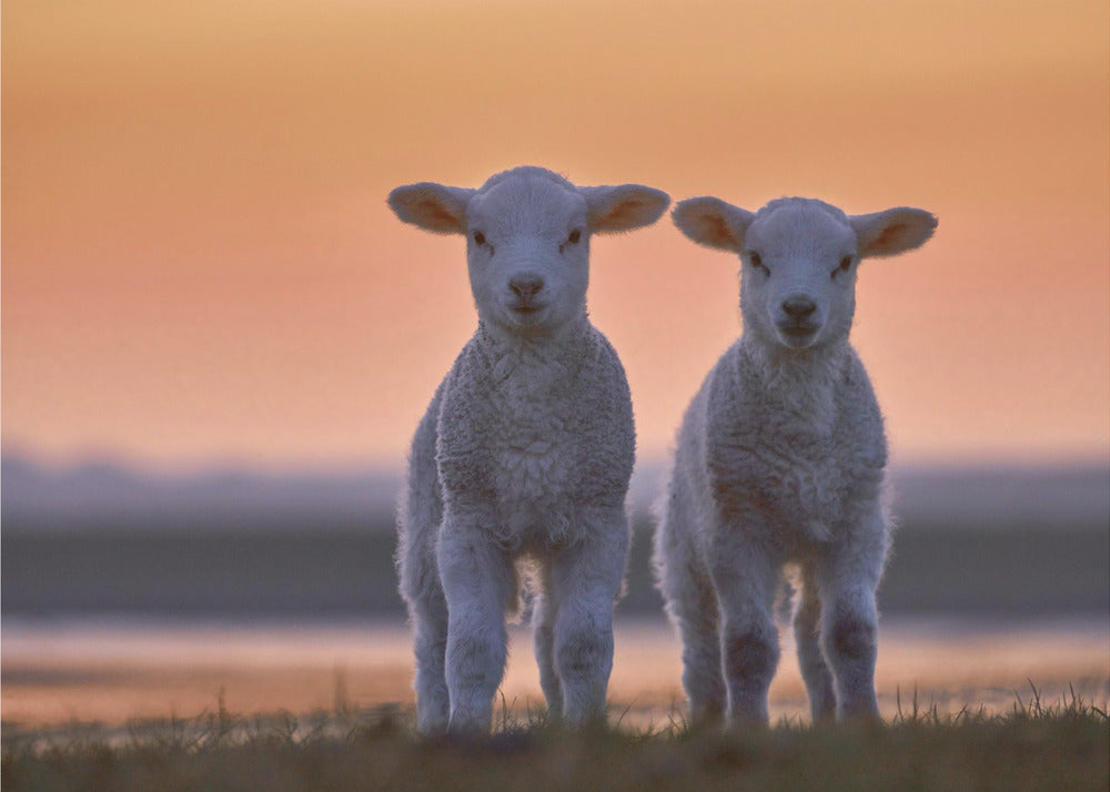 Lamb Twins