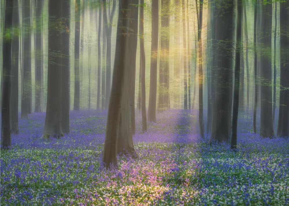 Daydreaming of Bluebells