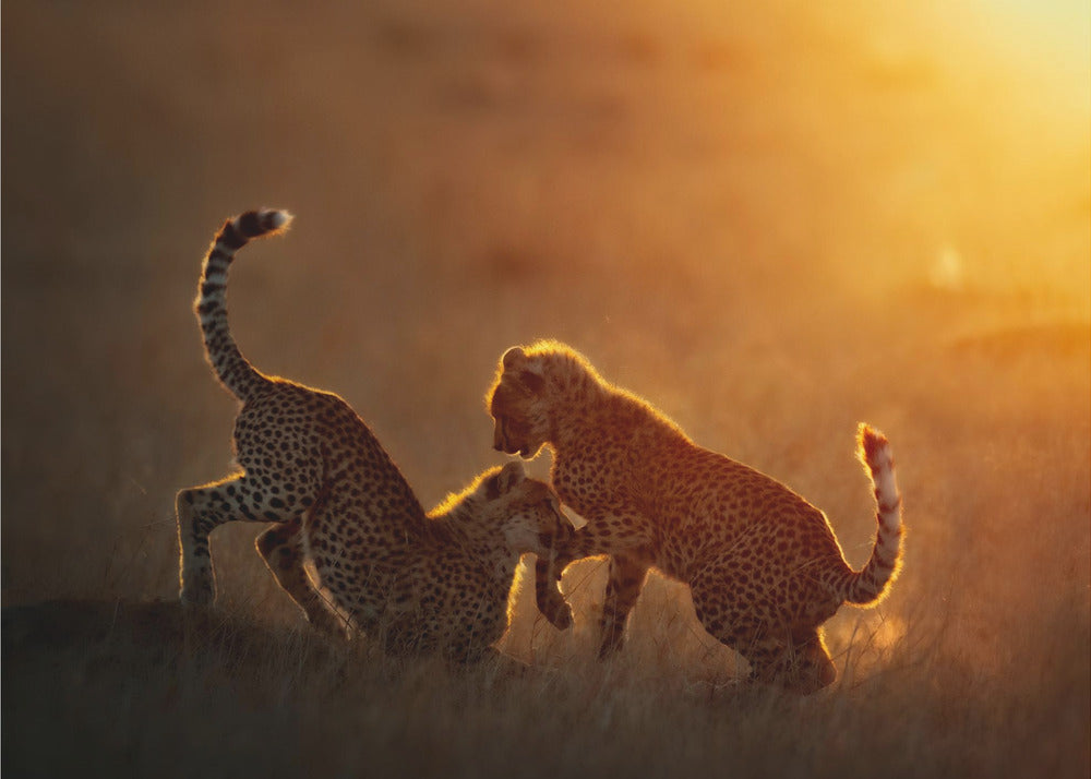 Playing at sunrise