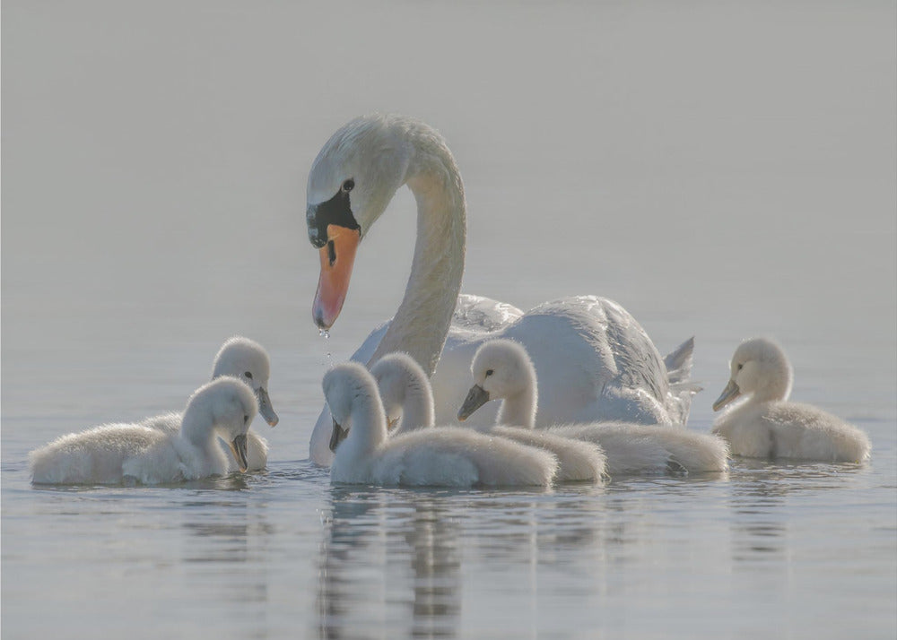 Mom is the whole world for babies.