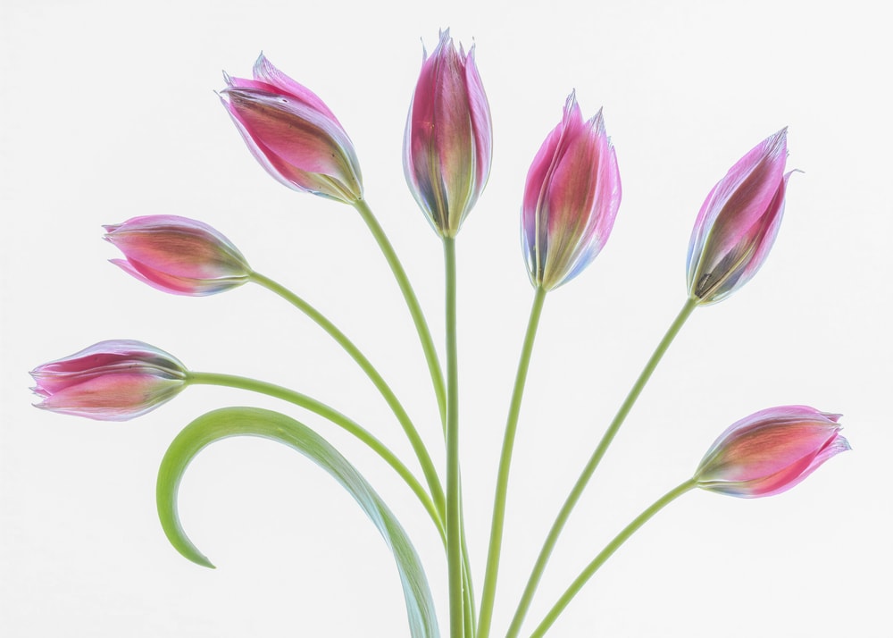 Tulipa