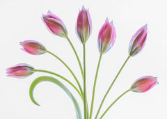 Tulipa