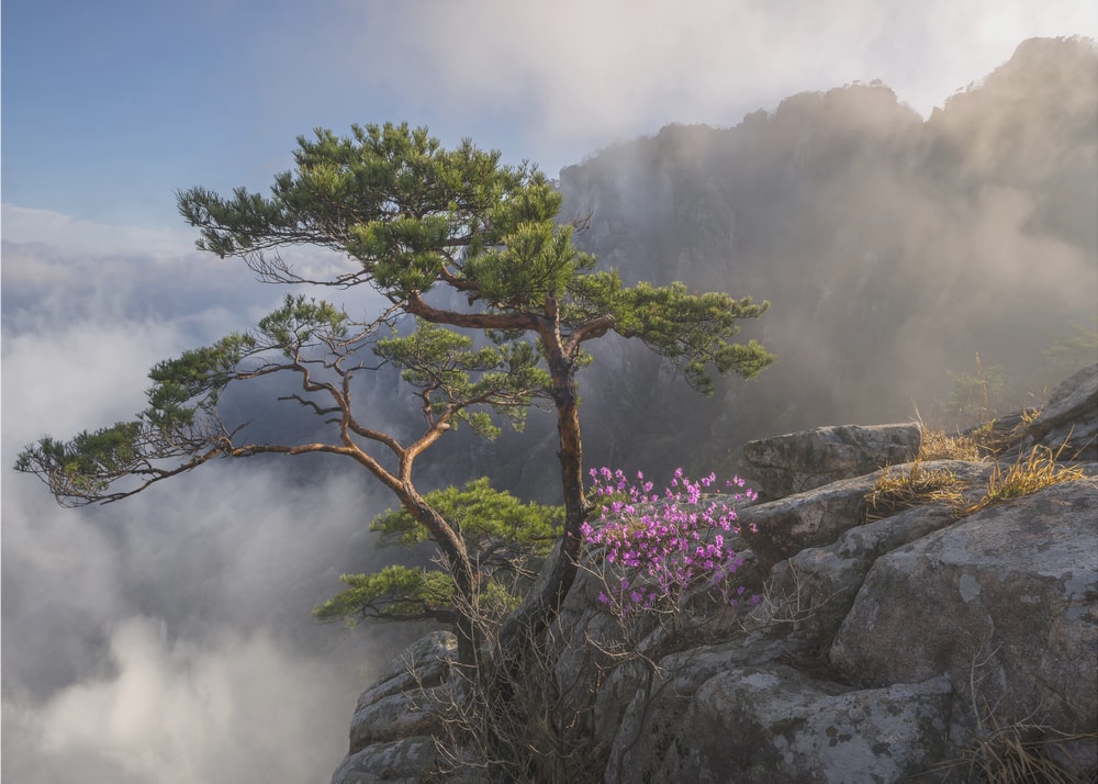 Misty Cliff Pine Blossoms