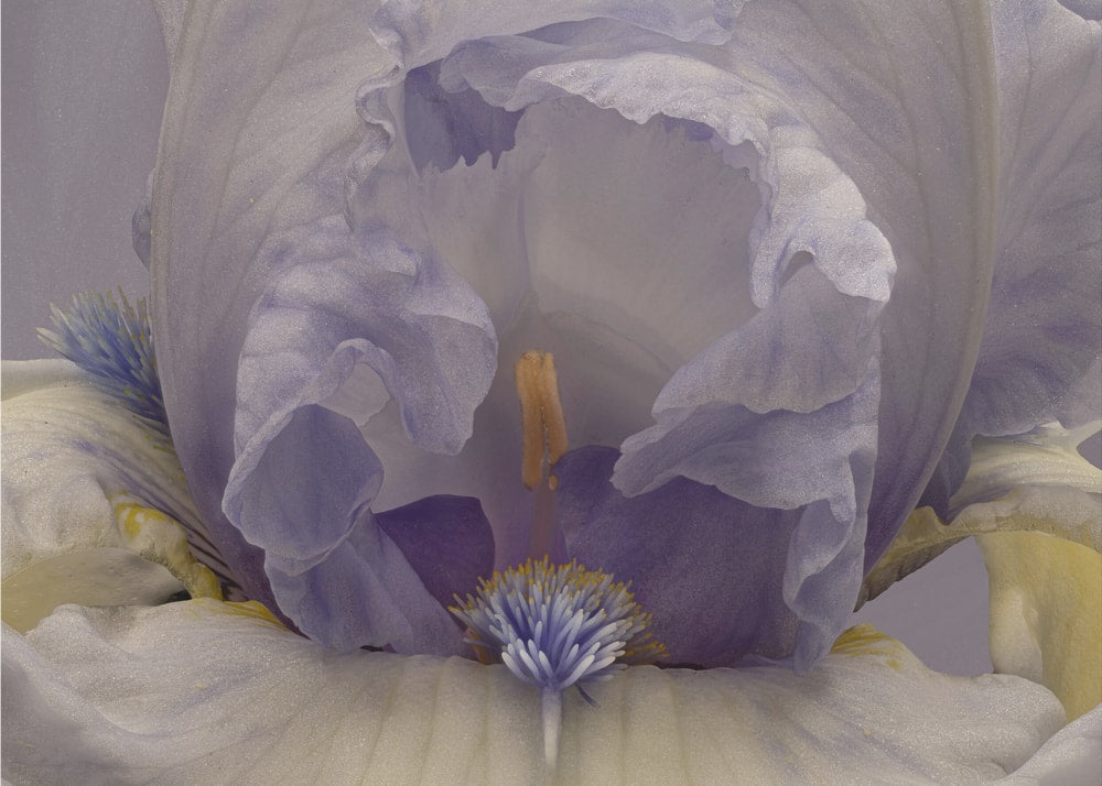 Soft Lavender Iris