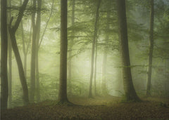 Skog Mysterious Spring Morning – kvalitetsprodukt för ett vackrare och mer hållbart hem